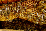 14_Zeidlerprojekt_Lasse-Marc Riek_Foto_Bienenbotschaft .jpeg
