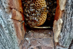 16_Zeidlerprojekt_Lasse-Marc Riek_Foto_Bienenbotschaft .jpeg