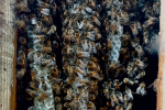 18_Zeidlerprojekt_Lasse-Marc Riek_Foto_Bienenbotschaft .jpeg