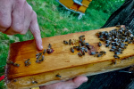 20_Zeidlerprojekt_Lasse-Marc Riek_Foto_Bienenbotschaft .jpeg