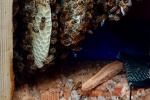 21_Zeidlerprojekt_Lasse-Marc Riek_Foto_Bienenbotschaft .jpeg