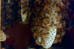 25_Zeidlerprojekt_Lasse-Marc Riek_Foto_Bienenbotschaft .jpeg